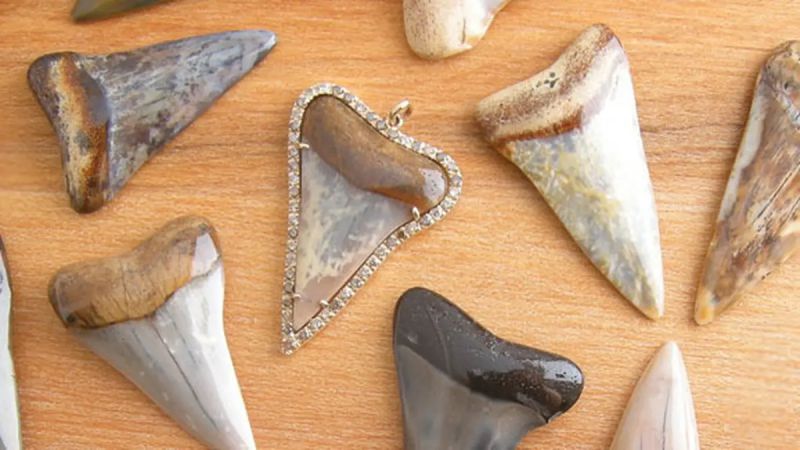 fosil gigi ikan hiu